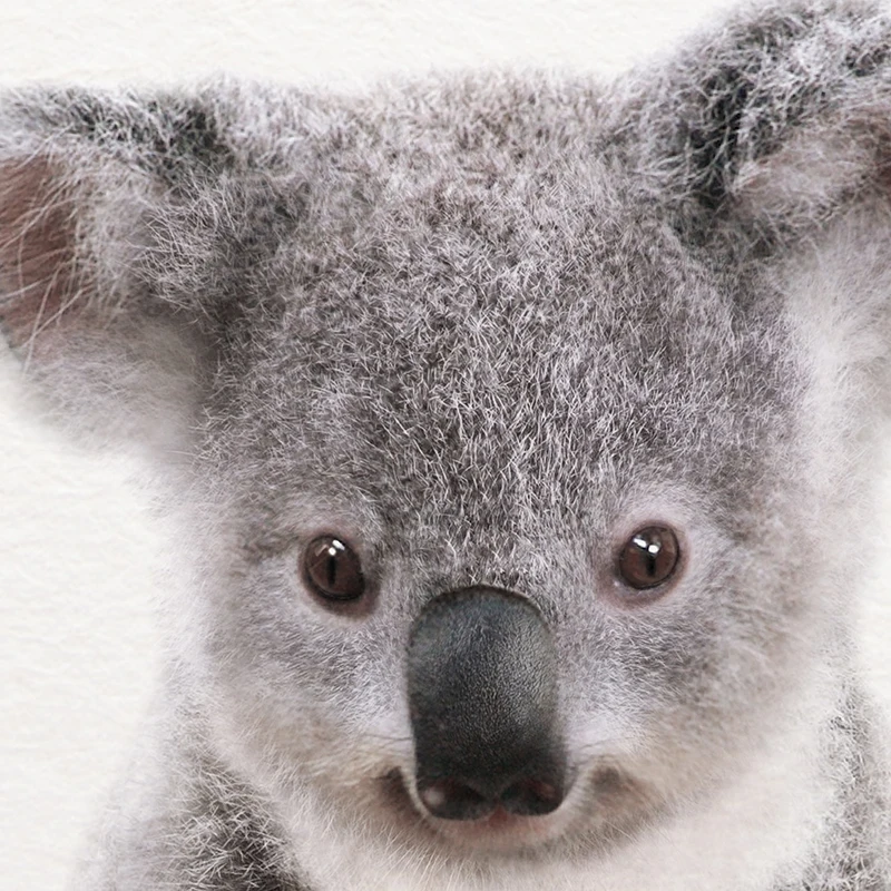 Bộ Chăn Ra Gối Koala In Hình T - đánh giá và giá Photography Zoo