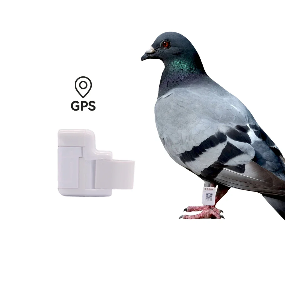 

GPS Real-time Positioning GPS Pigeon Tracking Ring For Pigeon 110mAh White Racing Pigeon Inner 10.8mm Training Racing