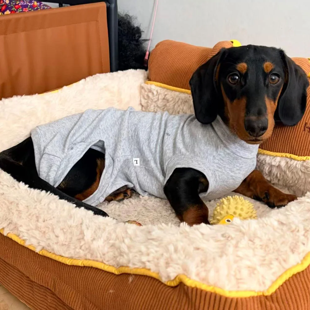Pijama de algodón para Dachshund miniatura – Ropa de verano para perro salchicha - imagen 2