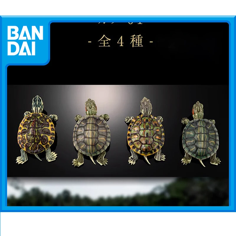 BANDAI Anime Biological Book Brazil Turtle Gashapon Christmas Gifts or Collection Genuine Action Figure Model Toys