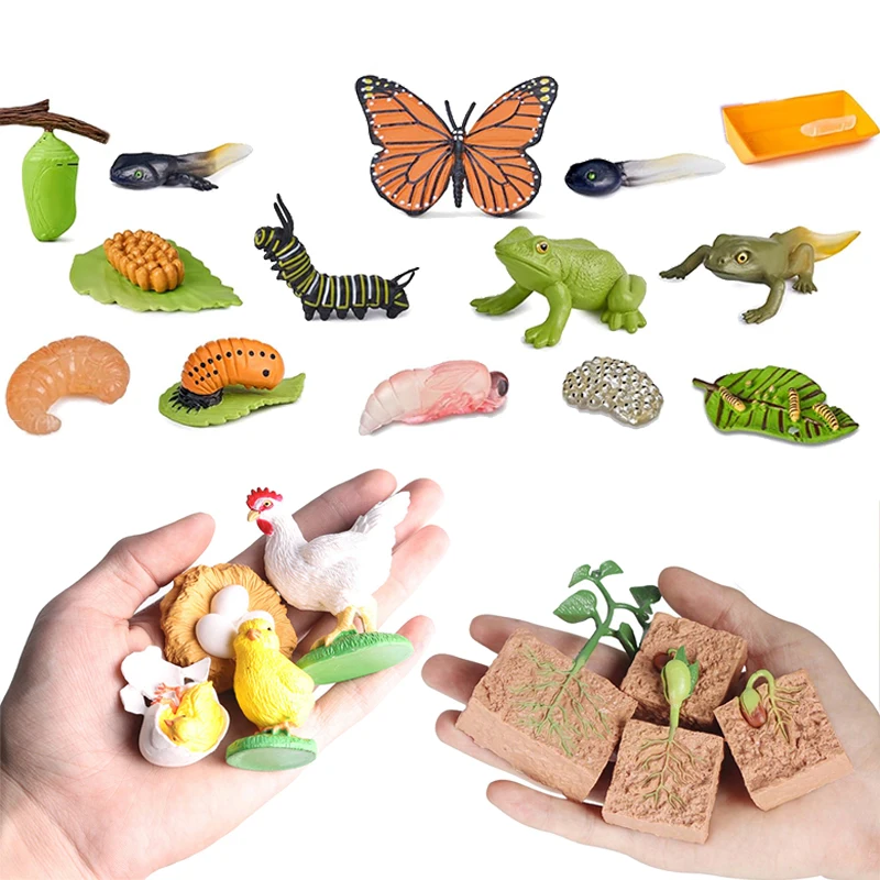 Plant Animal Growth…