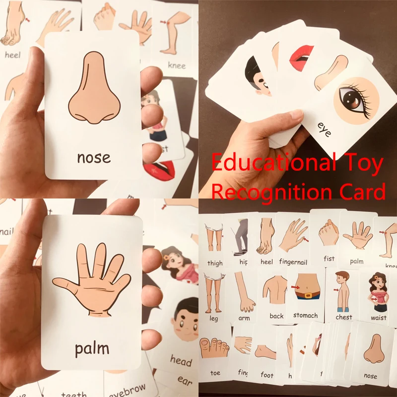 Children Cognition Cards Body Parts Animal Fruits English Word Animal Sheets Color Picture Vegetable Pictures Child Development