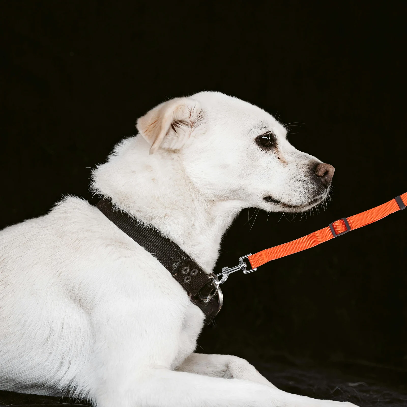 

One Tow Three Pet Ropes Dog Traction Leash Adjustable Walk Ribbon for Training Walking