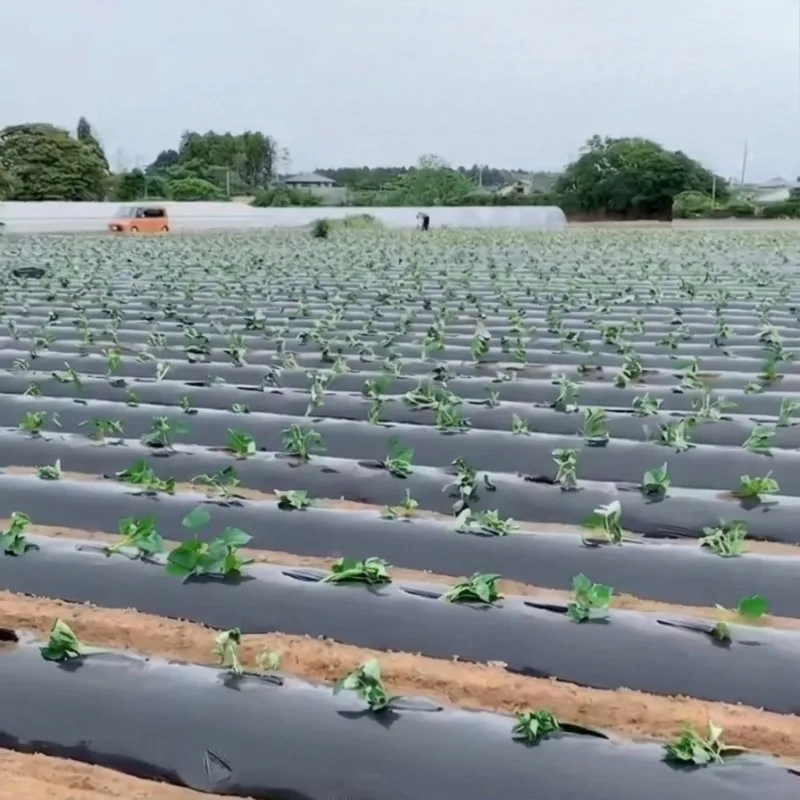 PE Mulch Film Weed Barrier Ground Cover for Garden, Silver Black Plastic Sheeting with Pre-Punched Holes, Waterproof and