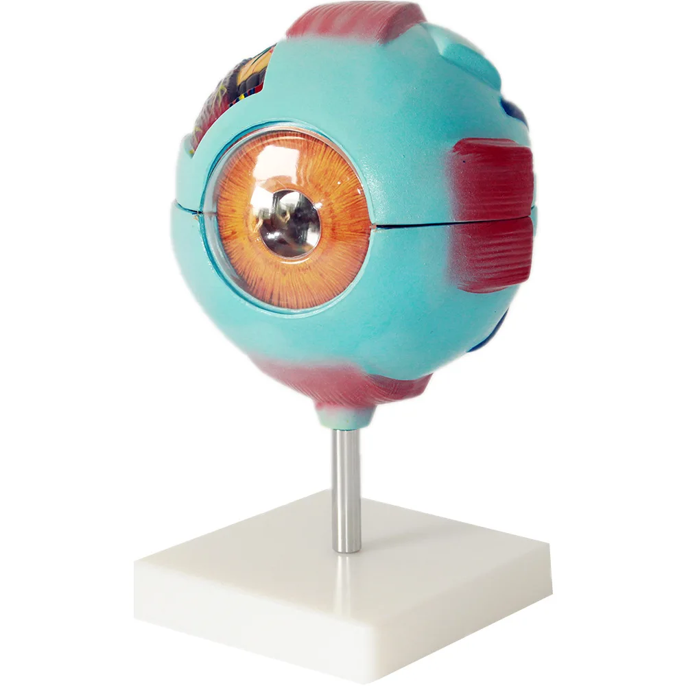 Enlarged Human Eye Structure Model Sensory Organ Biology Teaching Display Model