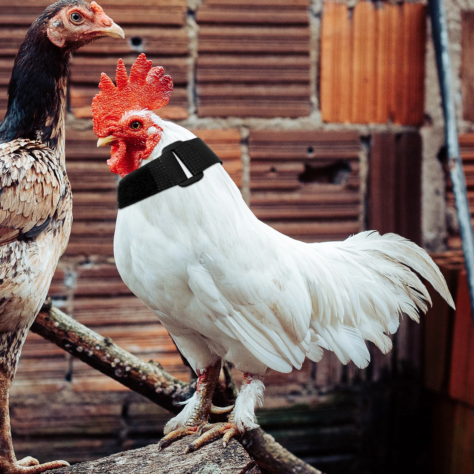 

4 Pcs Anti-crowing Rooster Collar Durable Adjustable Neck Belt Noise Free Poultry Supply Pet Accessories Chicken Coop Item