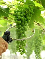 2/4/6 Heads Grape Spike Pulling Open-type Sprayer Mist Projector Puffing Machine Atomiser Copper Stainless Steel Atomizing Spray