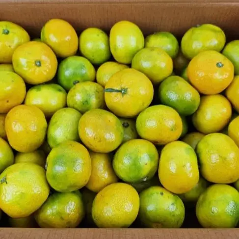 [حدث سعر خاص للغاية] فواكه لحمي حلوة متفجرة بنكهة عصير دفيئة جيجو مفتوحة الميدان عسل حلو اليوسفي الفاخر