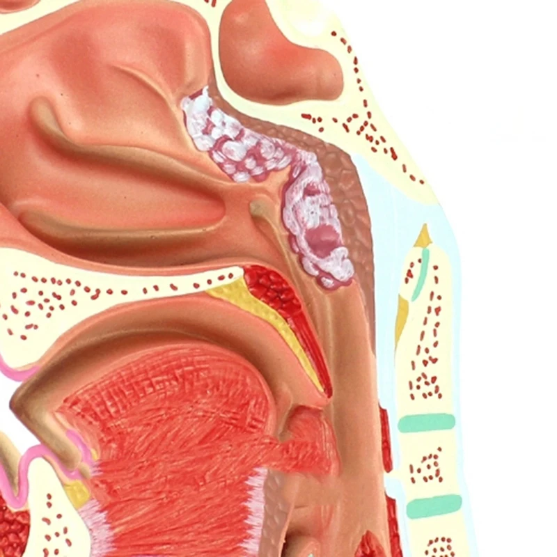 2 Pcs Human Anatomical Nasal Cavity Throat Anatomy Model For Science Classroom Study Display Teaching Model 1.5 Times Human Ear