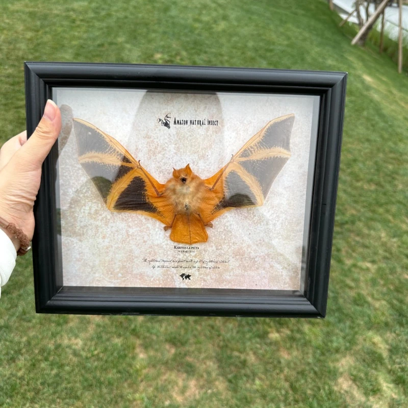 Real Bat Specimen Wing Exhibition Finished Product Collection Gift Gothic Decor Sculpture Taxidermy Home Decor