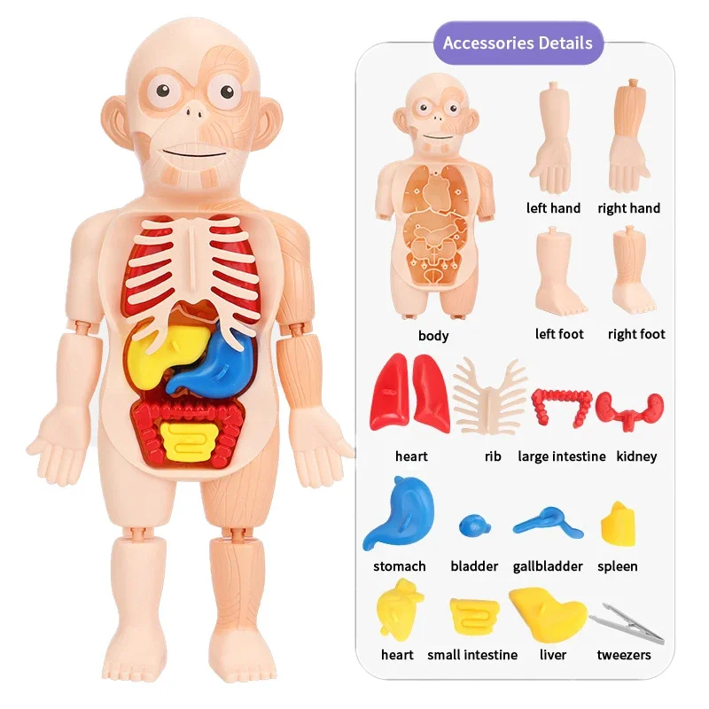 15 pçs conjunto montessori brinquedos crianças ciência educação corpo humano órgão anatomia modelo diy montado brinquedos médicos ferramentas de ensino