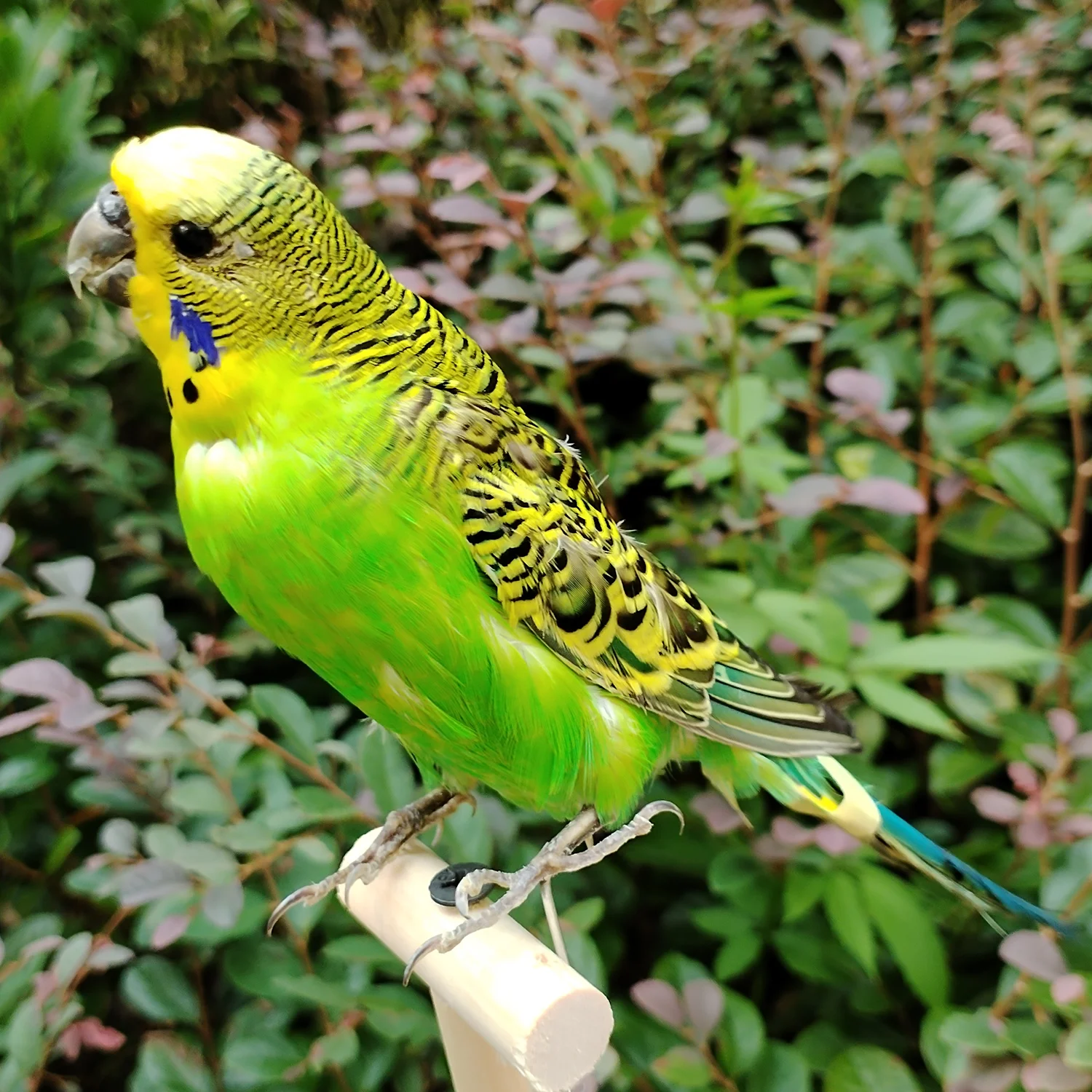 RealParrot Specimen Stuffing Melopsittacus Budgerigar Budgie Home Decoration Special Gifts