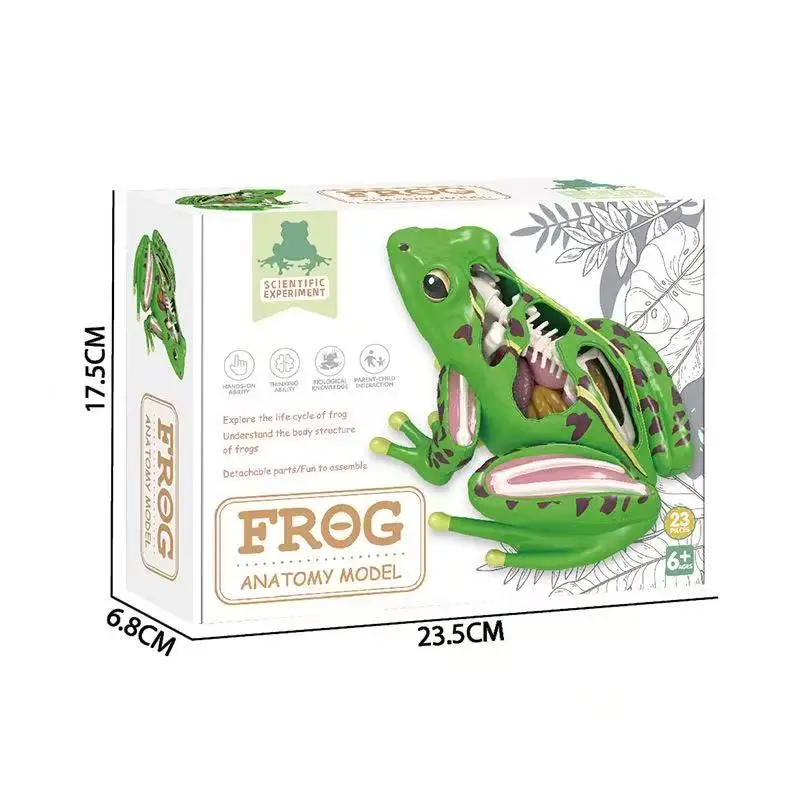 Assembled Frog Model, 4D Disassemblable Anatomical Frog Educational Biological Teaching Model.Educational toys.