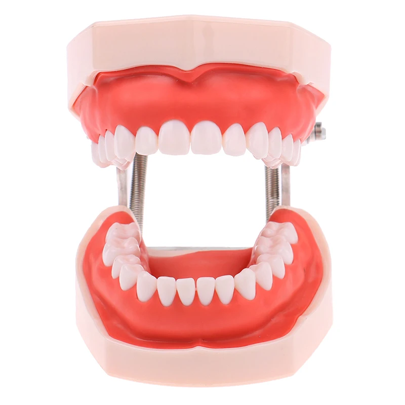 28 Teeth Dental Model Training Typodont Teeth Model Dental Technician Practice Teaching Gum Teeth Jaw Model Dentistry Equipment