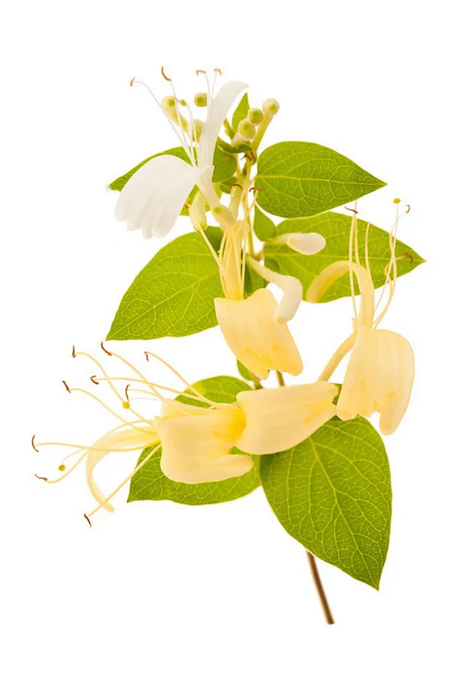 

Комплект из 4 металлических адаптеров для тормозных дисков и колесных ступиц для Arrma 1/7 Infraction, Limitless, Felony, 1/8 Typhon — запчасти для тюнинга