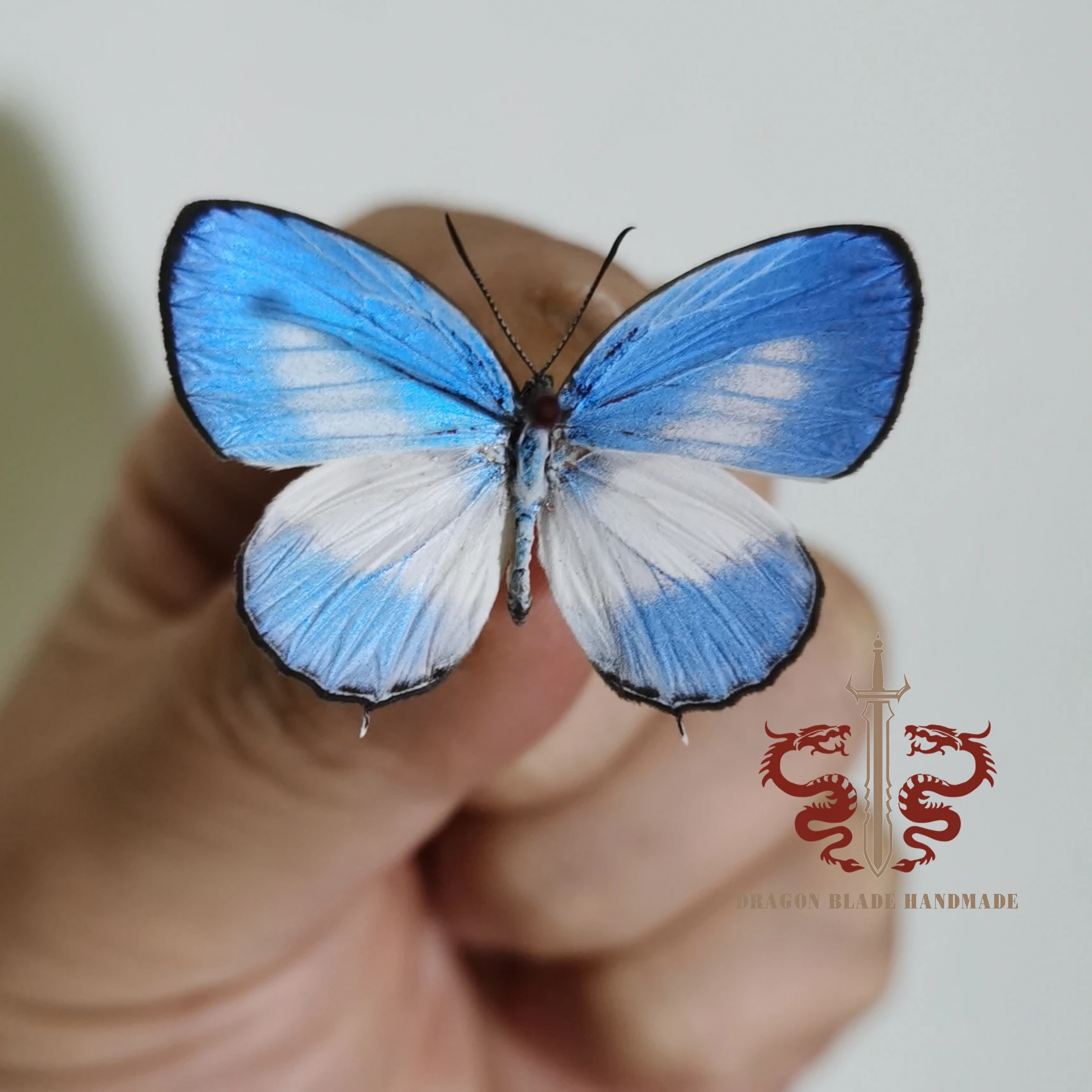 Butterfly specimen Caleta roxus, 1pc wings spread A1/A- high quality, Decorative Display Collection Gifts