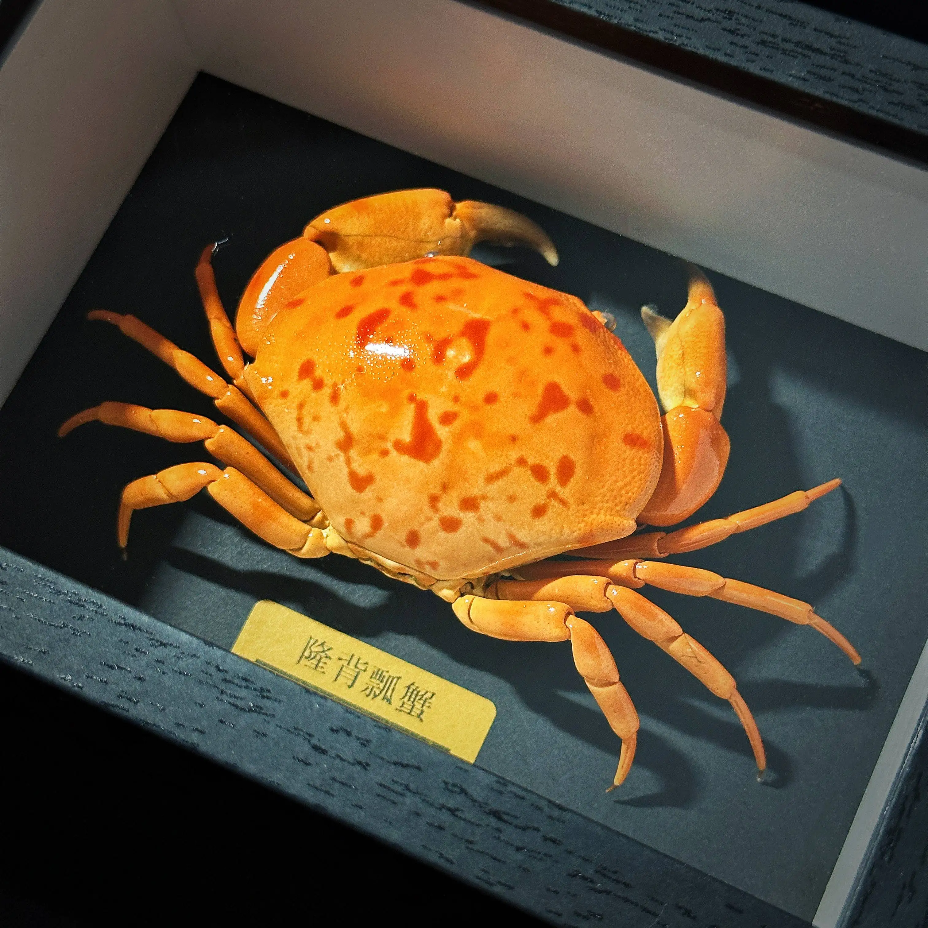 Carpilius convexus Crab Specimen ,Premium Framed Display, Scientific Teaching Tool & Luxury Home Decor