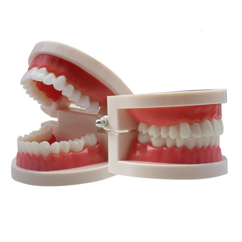 Dental Teeth Model Oral Cavity Model for Kindergarten Brushing Practice Teaching Denture Model Medical Science Educational
