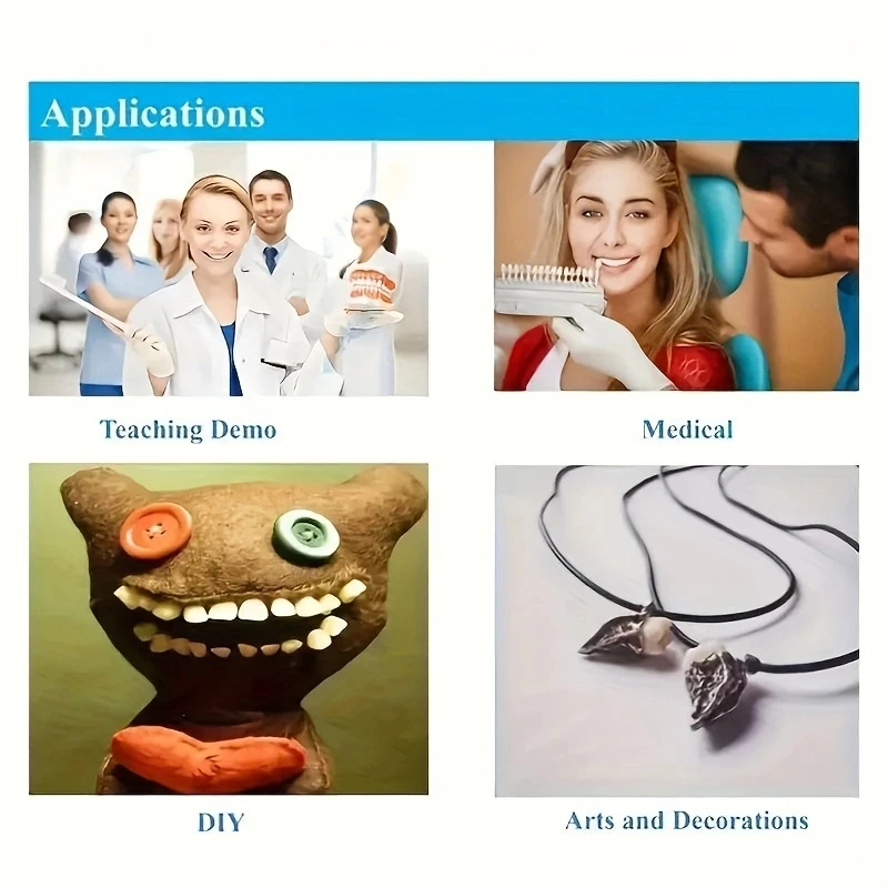 28pcs Dental Training Model Permanent Teeth