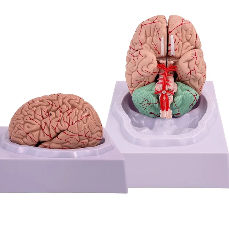 Medical Props Model 8- Parts Disassembled Anatomical Human Accurate Brain Model Anatomy Structure For Medical Teaching Tool