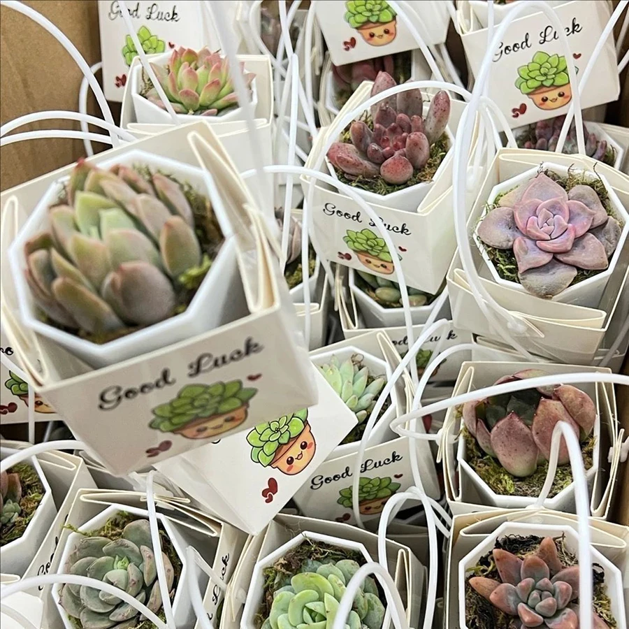 Lot de 10 boîtes décoratives pour plantes succulentes de 5,5 cm, mini-boîtes cadeaux pour plantes succulentes, idéales pour l'emballage de petites plantes en cadeau ou pour les petites entreprises.