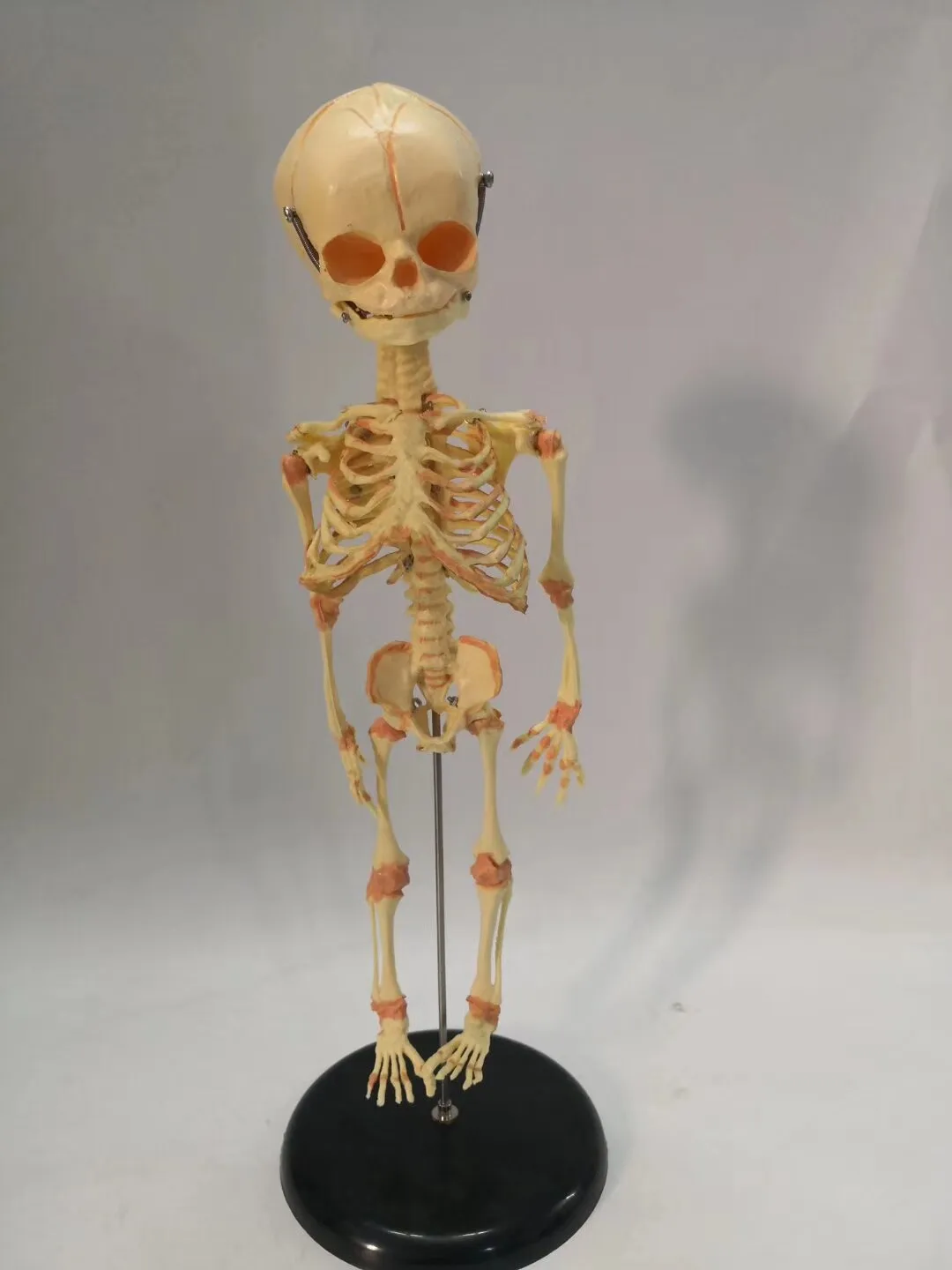 Human Fetal Skeletal Model, Medical Teaching Explanation of Infant Skeleton, Human Model Teaching Aid
