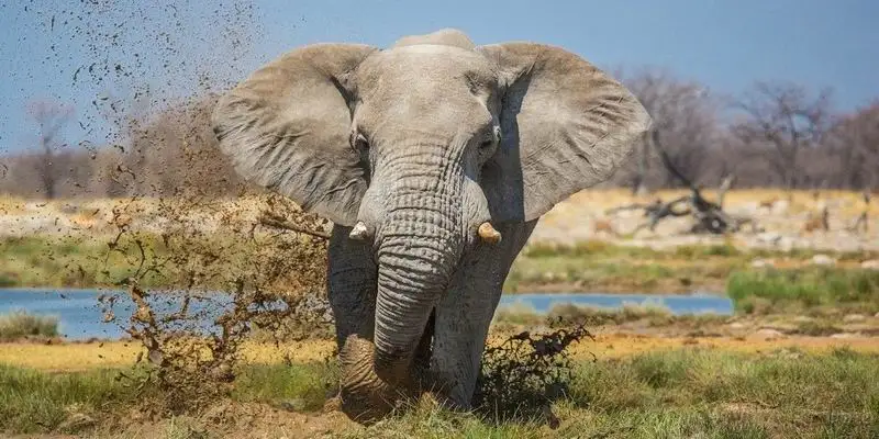 Fullcang Diy Diamond Arts Schilderen Zonsondergang Afrikaanse Olifant Volledige Mozaïek Borduren Wilde Dieren Groot Formaat Foto Muur Decor