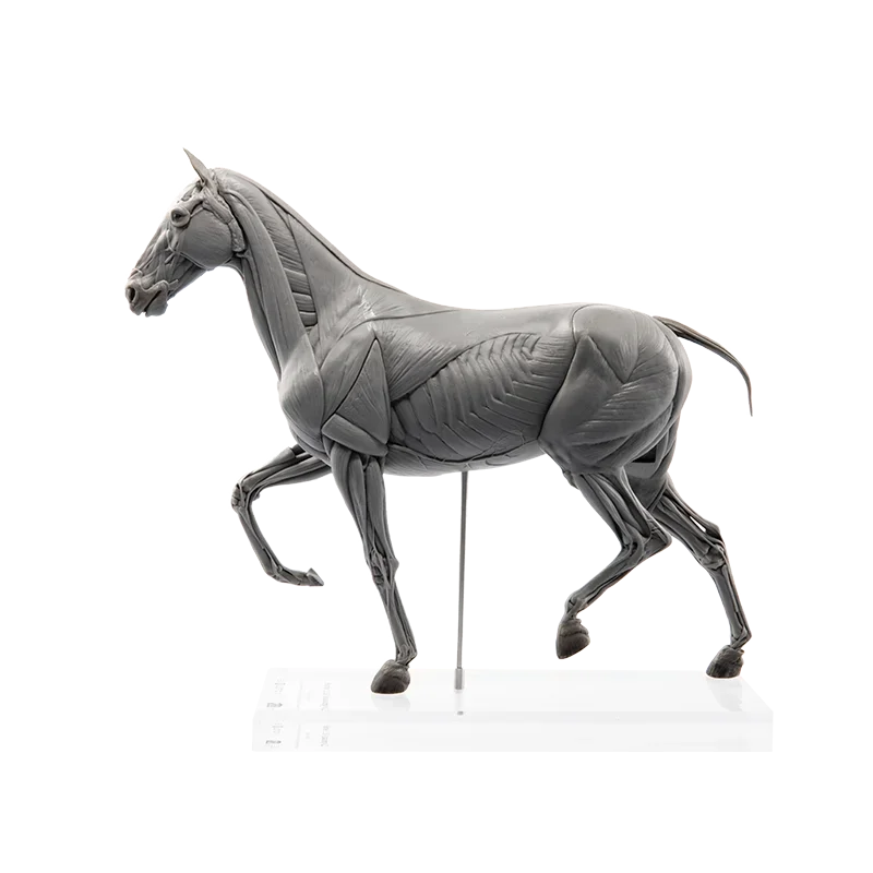 

EVO Muscle Anatomy PVC Horse Science Education Model Handheld Decoration Art and Medical Teaching Sculpture