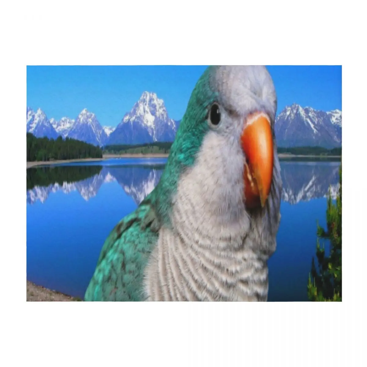 

Monk Parakeet Throw Blanket Cute cosplay anime Cute Plaid Custom Blankets