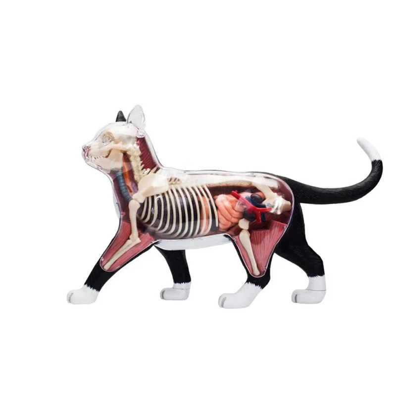 Modelo de anatomía de órgano de gato blanco y negro, rompecabezas de animales, juguetes para niños y estudiantes de medicina, modelo de enseñanza