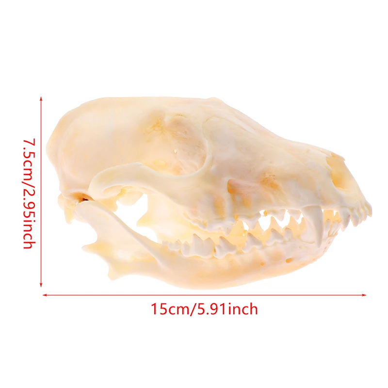 Real Fox Skulls Specimen Academic Study Surprise Gift For Science Education Natural Landscaping Ornaments