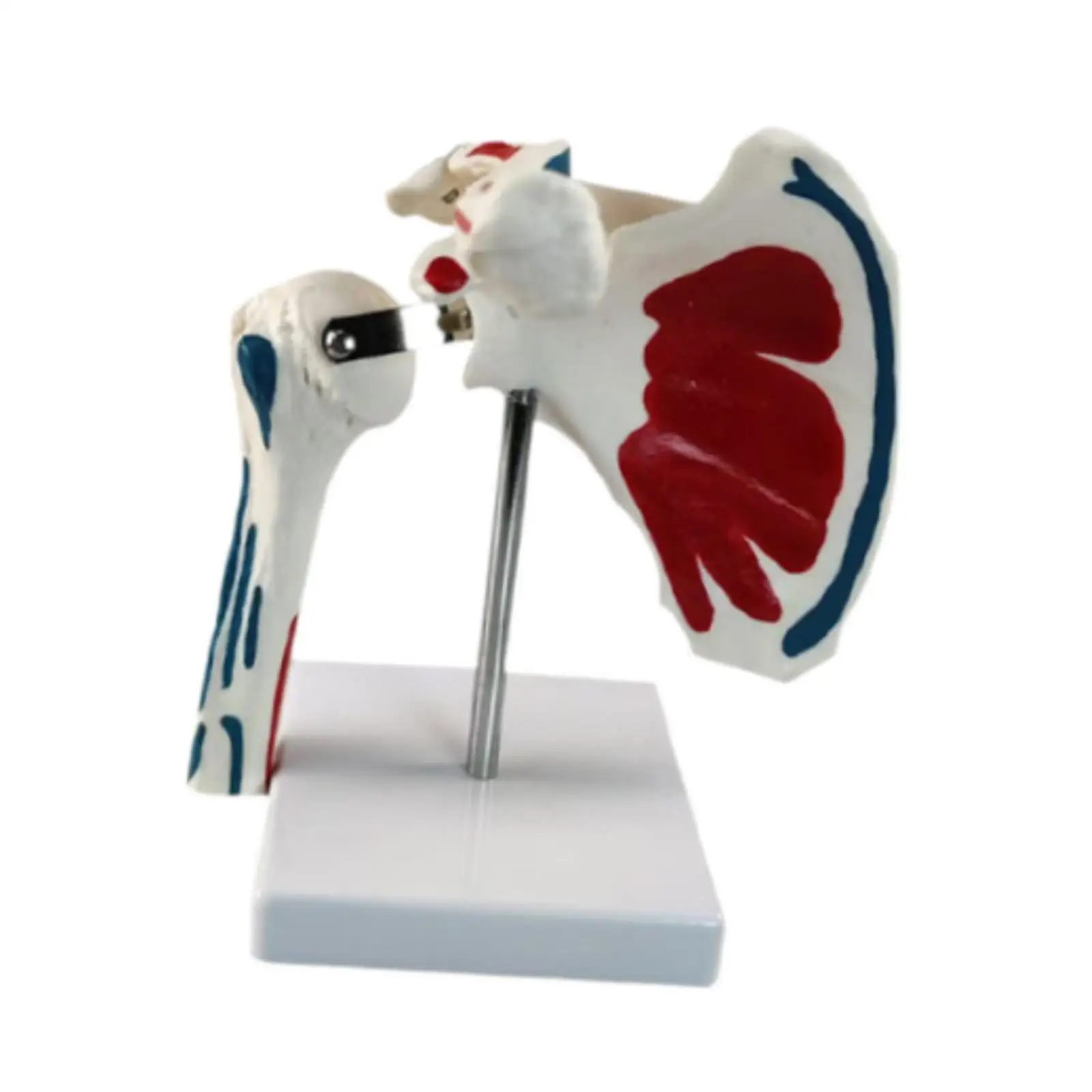 Human Shoulder Joint Model Insertion Points with Ligaments with Stand Muscle Origin Teaching Aid for Classroom School Study