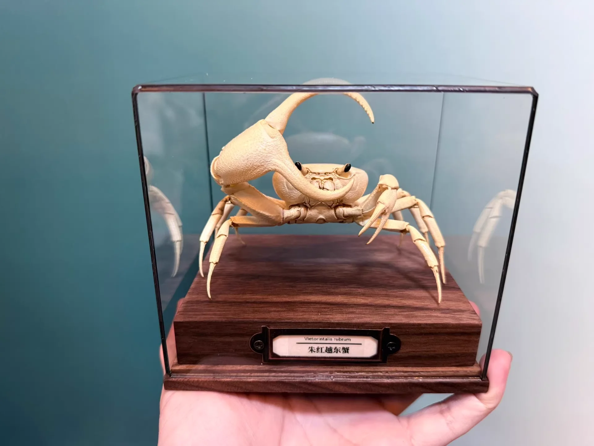 

Vietorintalia Rubrum White Real Crab Specimen Special Handicrafts Collectors Home Decor Ornament Desk Decoration Customized