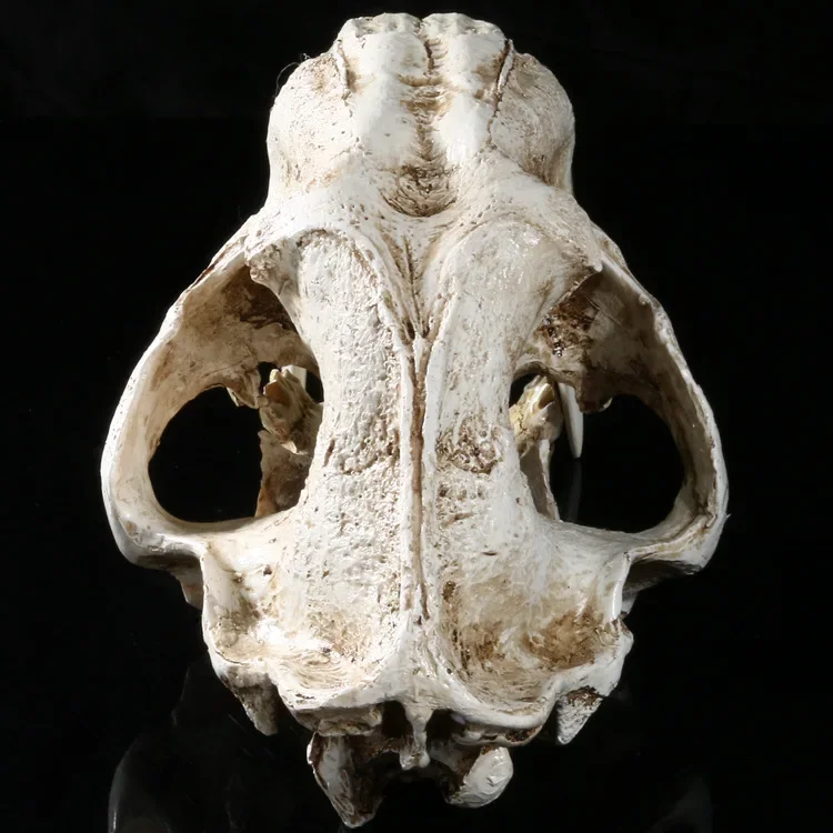 [MGT] 1:1 American Ancient Animals Saber Tooth Cat Tiger Skull Sabertooth Smilodon Fatalis Specimen Model Animal Skeleton Model