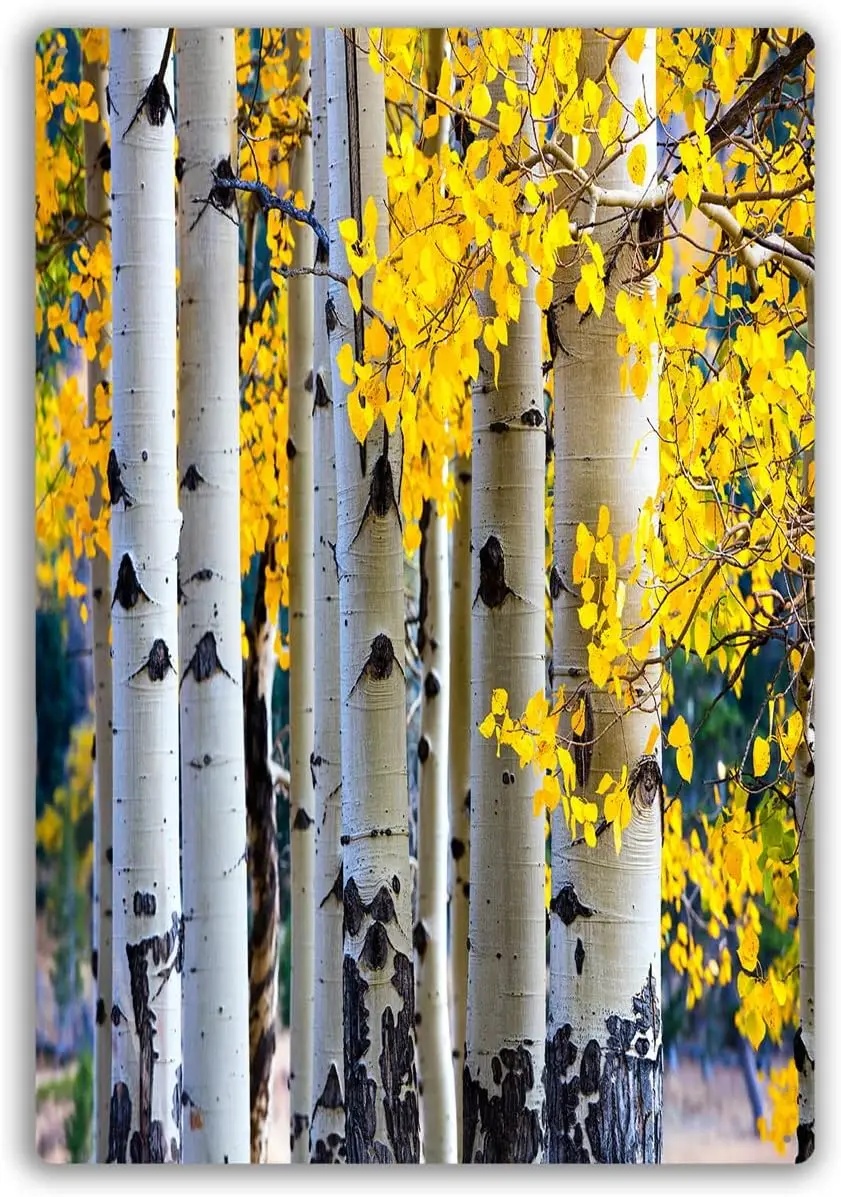 Retro Metal Tin Sign Plaque Poster Aspen Trees In The Mountain National Park During The Fall Metal Sign Vintage Wall Art Ho sign