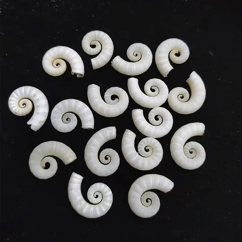 Natural Rare Specimen Conch Shell Coiled Tube Conch DIY Fish Tank Aquarium Landscape Decoration Mediterranean Home Collection