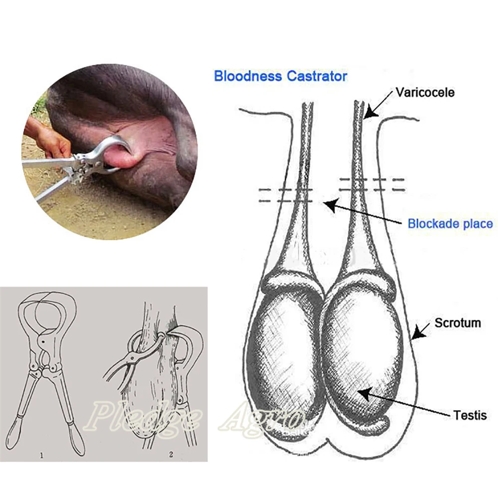 Goat Sheep Ram Emasculate Instrument Bloodless Burdizzo Castrator Wether Tools Manual Clamp Plier Livestock Farming Supplies