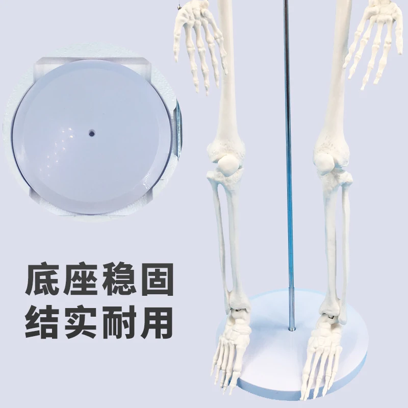 Medical Standard Human Skeleton Model 85CM Adult Skeleton Human Model Little White Skeleton Teaching Spine and Whole Body