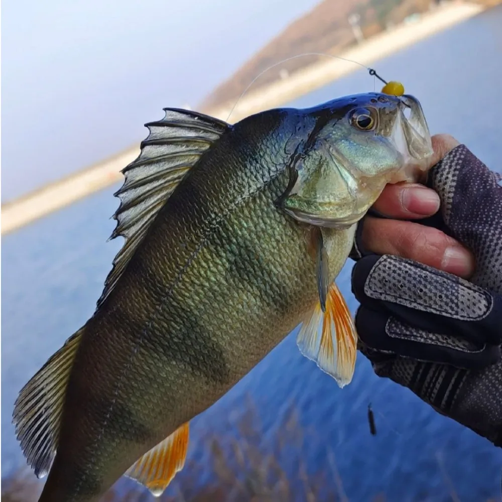 Aparejos de pesca con caja, cebo de gelatina de pesca, carpa Artificial, cuentas de sabor afrutado, comida para peces, Boilies de frijoles, 2024