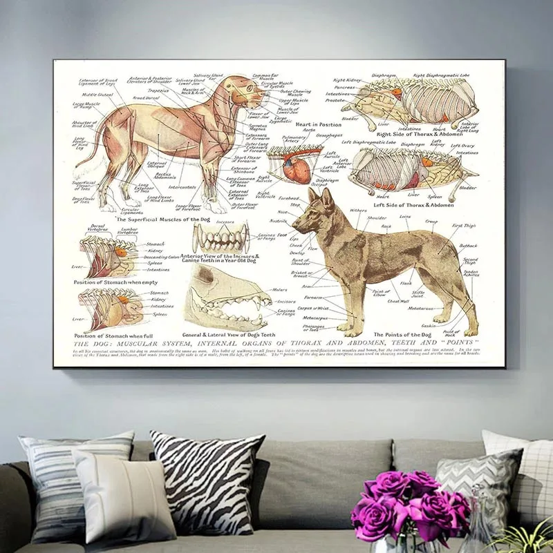 Dog Muscles and Organs (anatomical Pathology of Animals) Printing Canvas Painting Poster Laboratory Home Wall Decoration Picture