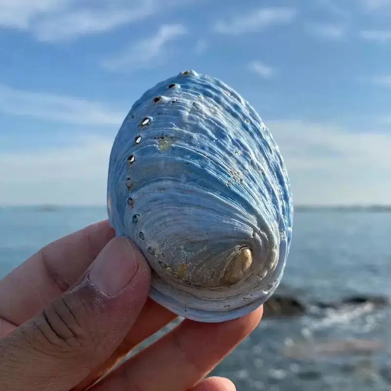 Natural Shell Rare New Zealand Blue Abalone Shell Fish Tank Landscaping Decoration Creative Home Window Collection Ornament