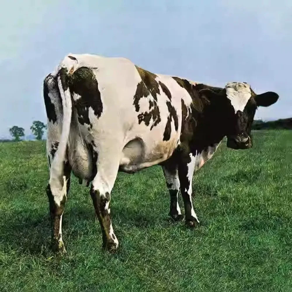 Pink Floyd Atom Heart Mother CD - Progressive Rock | Epic Symphonic & Psychedelic Fusion for Collection & Deep Listening