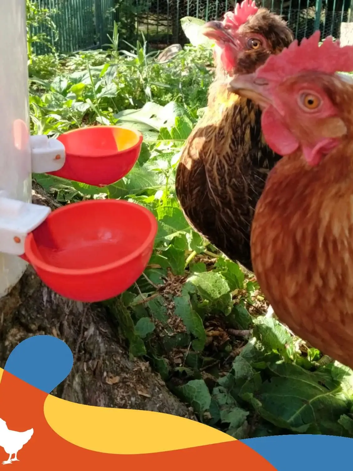 5-20 pièces Abreuvoir automatique pour poulets et canards, mangeoire à poulets plus grande, distributeur d'eau en plastique pour élevage de volailles, fournitures pour cailles