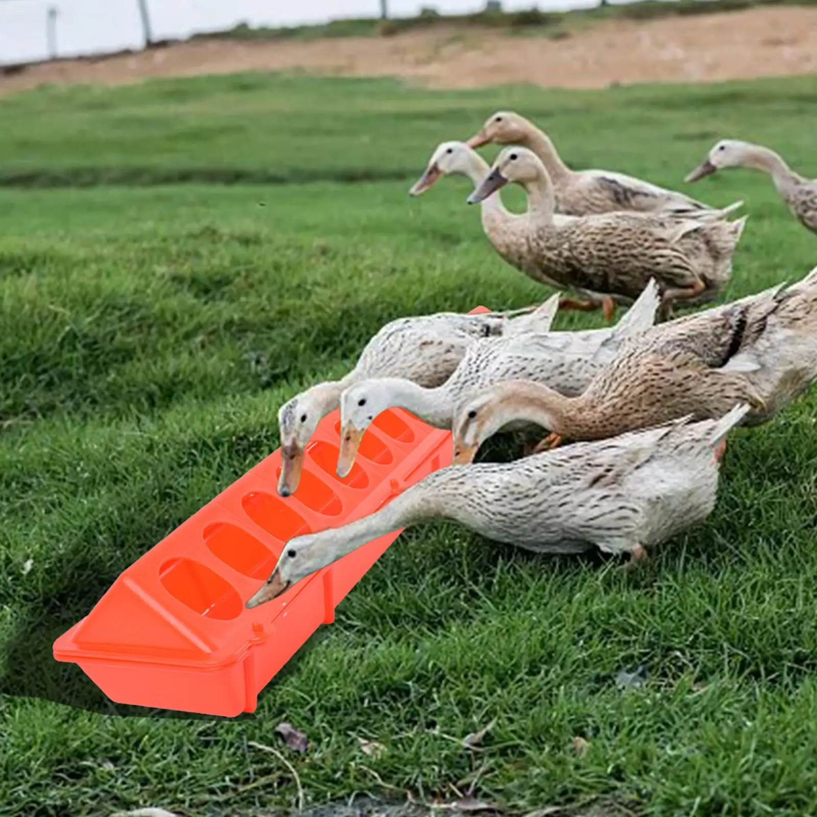 Comedero de plástico para aves de corral, dispensador de comida de canal largo, cuenco de agua para ganado, cacatúas, periquitos, pavo real