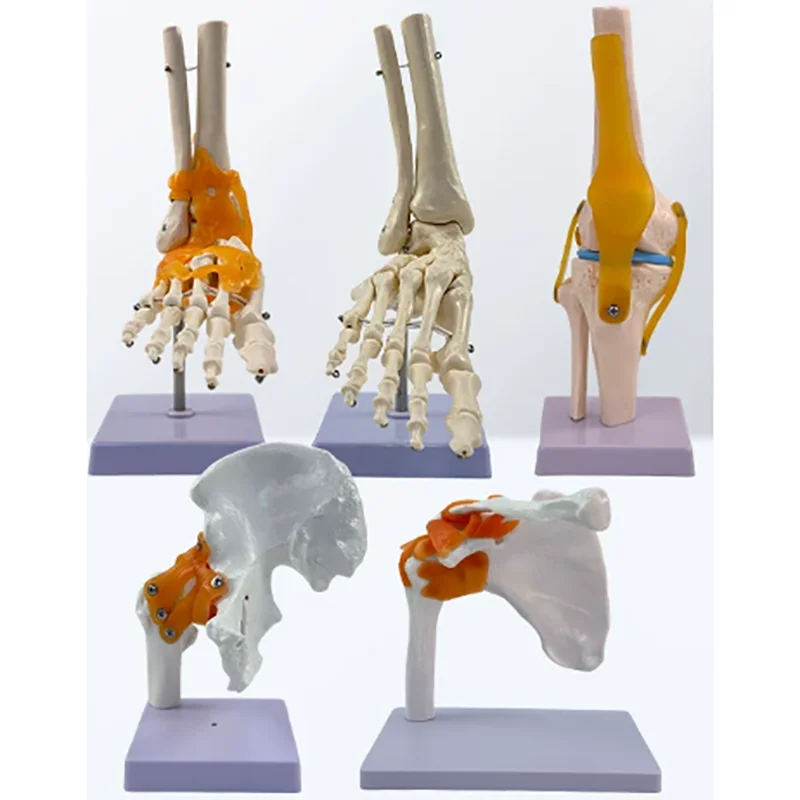 1:1 Human Joint Model Knee Shoulder Elbow Hand Foot Hip Bone Model