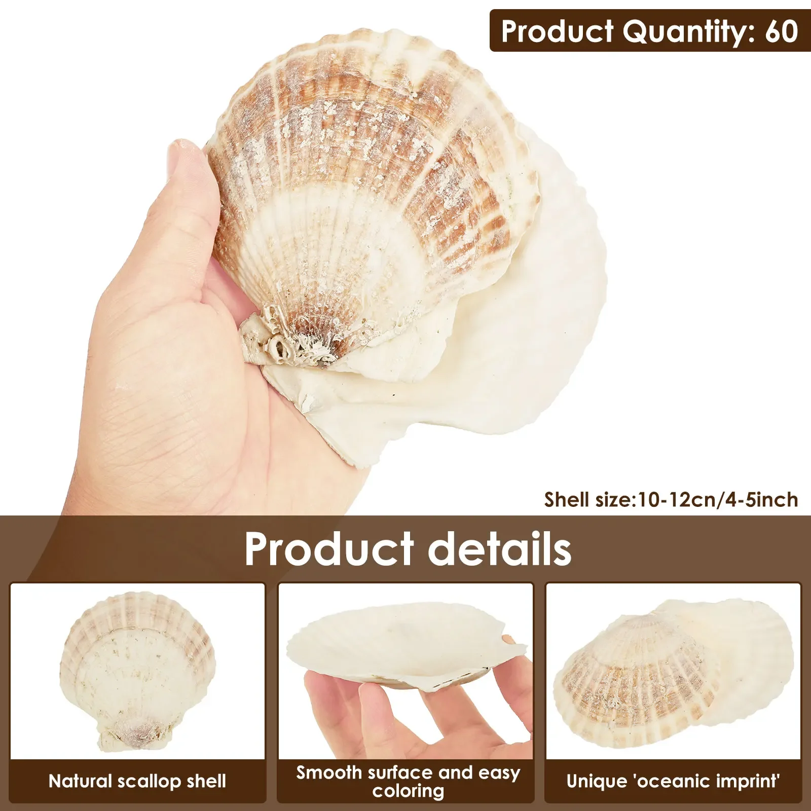 8/60Pcs Natural Scallop Seashells 4-5 inch for DIY Painting Projects Coastal Crafts Beach Theme Decor Aquarium Decorations