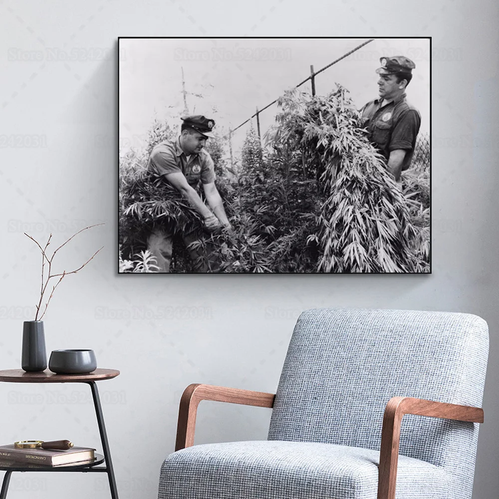 Vintage Weed Photo Poster City Workers Destroying Marijuana 1958 Wall Art Decor Picture Print