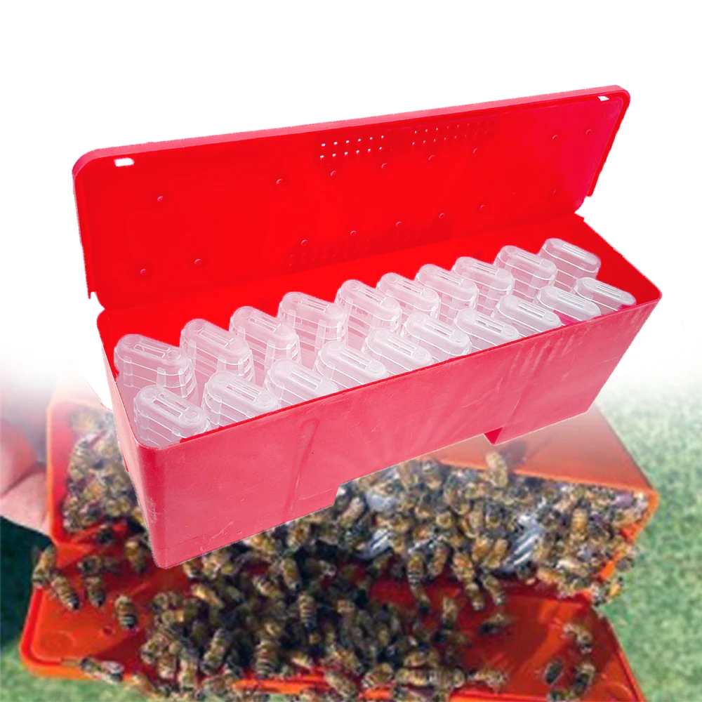 

Plastic JZBZ Battery Box Banking Transport Travelling Carrier Rearing Catcher Transport Or Introduce A New Queen Beekeeping Kit