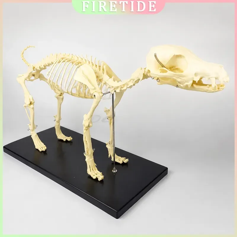Dog Skeleton Model Anatomical Structure Joints Orthopedic Pet Equipment Veterinary Education Bone Anatomy Display
