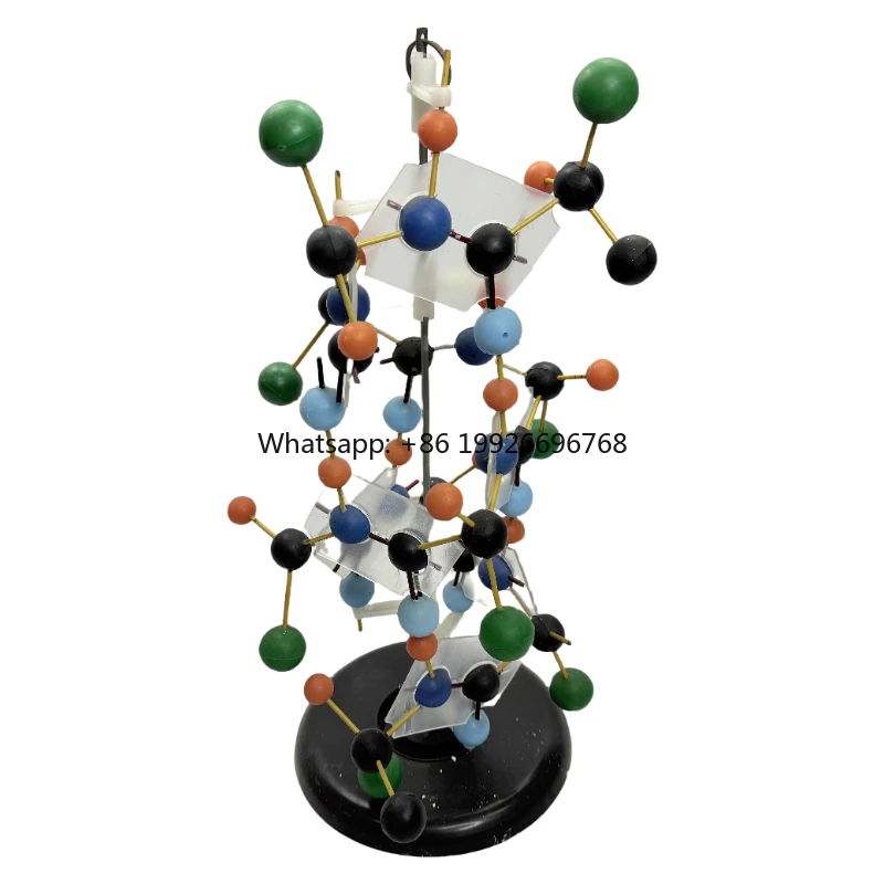 

RNA Structure Model Biological Instrument School Teaching Equipment